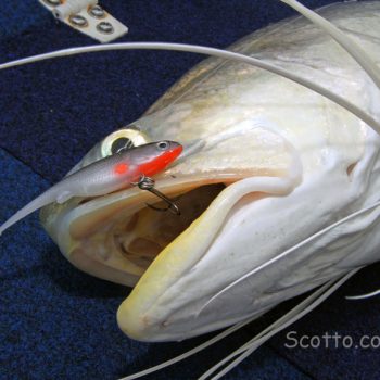 Good Vibrations - Mary River threadfin salmon & barra - Fishing